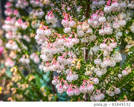 早春のエリカの花 早春のエリカの花 93849132