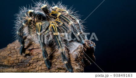 Grammostola Pulchripes tarantula (Chaco Golden Knee) on dark blue  background. Large Tarantula with yellow and black hair on log. Studio Shot 93849163