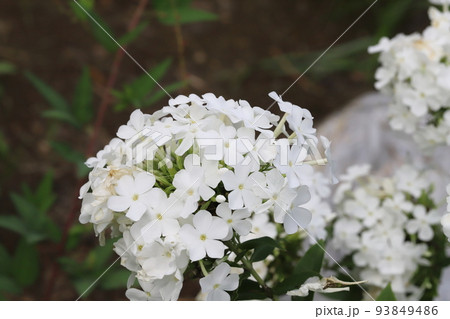 日本の夏の庭に咲く白いフロックスの花 日本の夏の庭に咲く白いフロックスの花 93849486