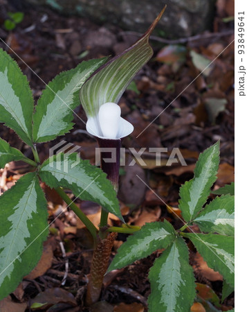 ユキモチソウ Arisaema sikokianum ユキモチソウ Arisaema sikokianum 93849641