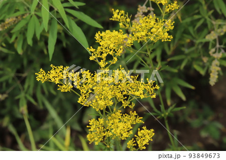 日本の夏の庭に咲く黄色いオミナエシの花 日本の夏の庭に咲く黄色いオミナエシの花 93849673