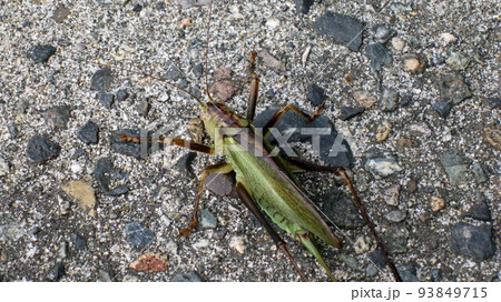キリギリスのメス 93849715