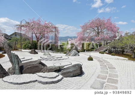 円光寺 枯山水の庭園と桜 京都市左京区一乗寺 円光寺 枯山水の庭園と桜 京都市左京区一乗寺 93849892