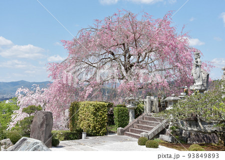 円光寺 枯山水の庭園の桜 京都市左京区一乗寺 円光寺 枯山水の庭園の桜 京都市左京区一乗寺 93849893