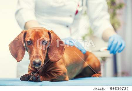 female doctor examines a dachshund dog in a veterinary clinic. medicine for pets 93850785
