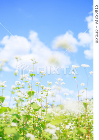 秋の訪れ そばの花 秋の訪れ そばの花 93850915