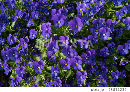 鮮やかな紫の花 鮮やかな紫の花 93851232