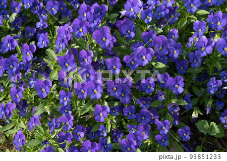 鮮やかな紫の花 93851233