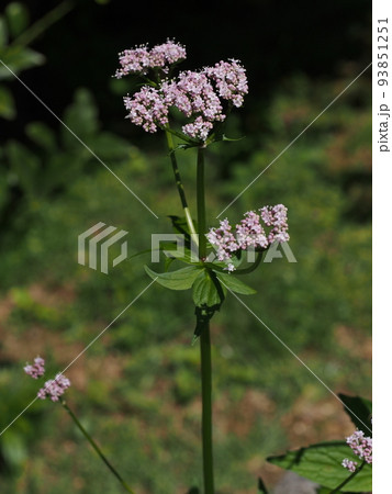 カノコソウの花 93851251
