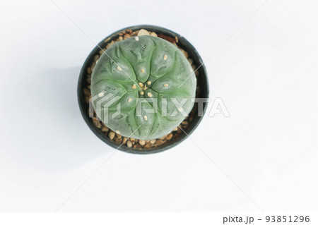 Lophophora fricii or Peyote cactus or Lophophora williamsii , Peyote Lophophora williamsii or cactus 93851296