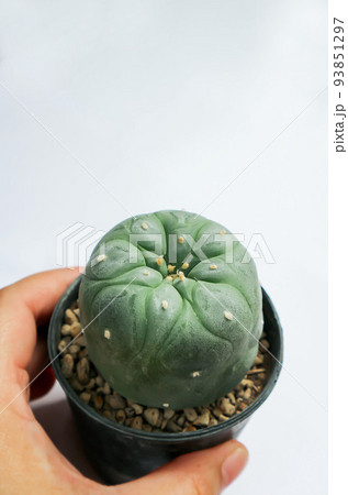 Lophophora fricii or Peyote cactus or Lophophora williamsii , Peyote Lophophora williamsii or cactus 93851297