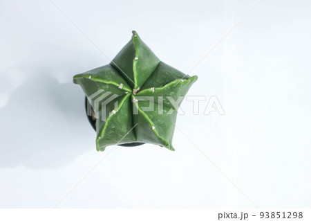 Astrophytum myriostigma, astrophytum myriostigma nudum or astrophytum myriostigma var nudum or cactus Astrophytum myriostigma, astrophytum myriostigma nudum or astrophytum myriostigma var nudum or cactus 93851298