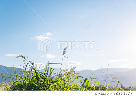 夕日に照らされた雑草 夕日に照らされた雑草 93851577