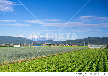 松本一本ねぎとレタスの野菜畑　塩尻市 93851581