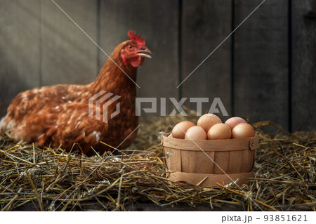 basket of eggs with red chicken in dry straw inside a wooden henhouse basket of eggs with red chicken in dry straw inside a wooden henhouse 93851621