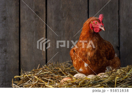 hen hatching eggs in nest of straw inside chicken coop 93851638