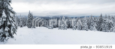 Panoramic view of winter landscape with fields downhill over snowy spruce tree forest with snow covered conifers. Krkonose Mountains, Czech Republic, cloudy day Panoramic view of winter landscape with fields downhill over snowy spruce tree forest with snow covered conifers. Krkonose Mountains, Czech Republic, cloudy day 93851919