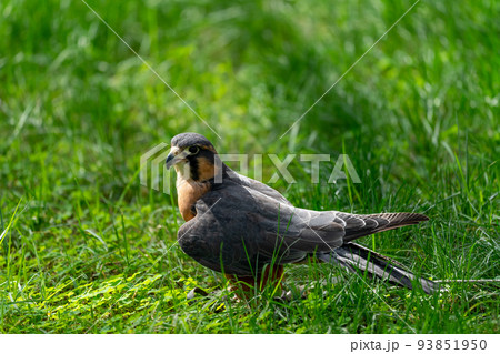 オナガハヤブサ 93851950