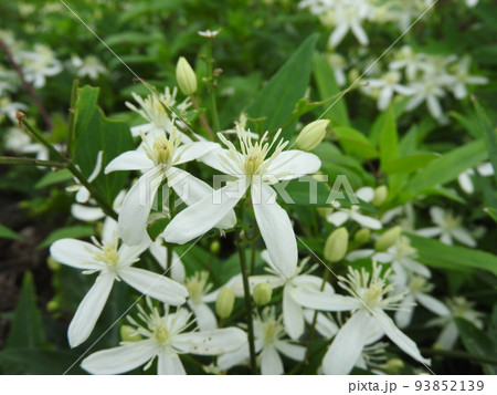 センニンソウ(仙人草) センニンソウ(仙人草) 93852139