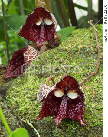 アリストロキア・サルバドレンシス Aristolochia salvadorensis アリストロキア・サルバドレンシス Aristolochia salvadorensis 93852220
