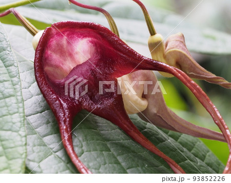 アリストロキア・トリカウダタ Aristolochia tricaudata アリストロキア・トリカウダタ Aristolochia tricaudata 93852226