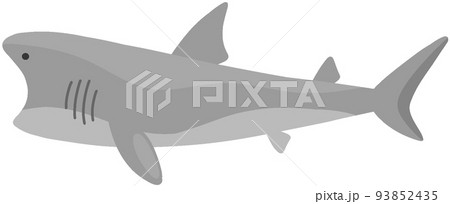 ウバザメ 93852435