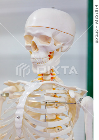 Model of the human skeleton for the study of anatomy. Close-up. 93852834