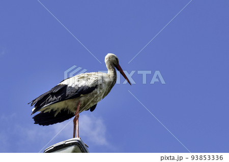 Adult white stork on the street lamp 93853336