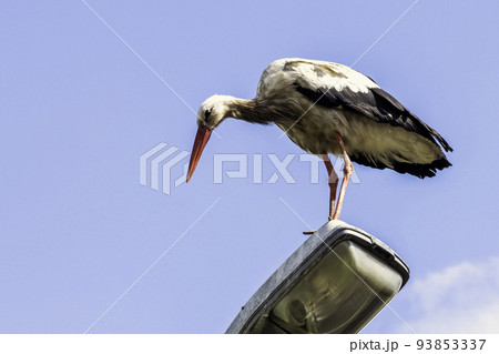 Adult white stork on the street lamp 93853337