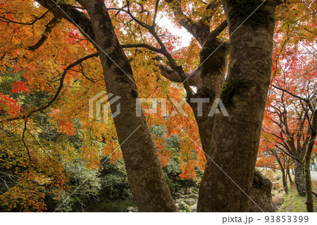 豪渓の紅葉 93853399