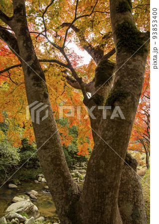 紅に彩られた渓谷 紅に彩られた渓谷 93853400