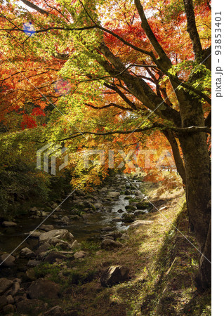 渓谷の紅葉 93853401