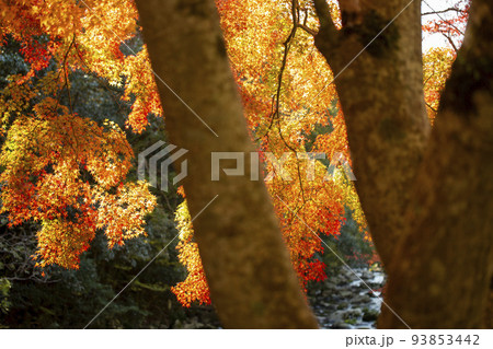 豪渓の紅葉は美しい 豪渓の紅葉は美しい 93853442