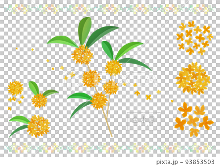 金木星桂花 93853503