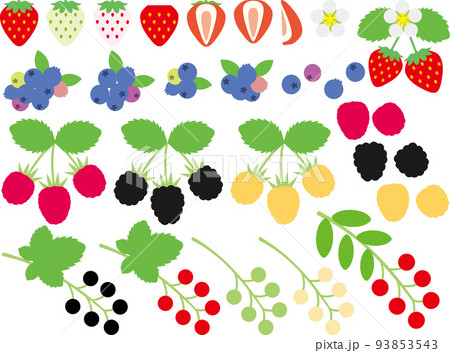ベリー類P 93853543