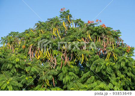 Delonyx regia tree with pods hanging on it 93853649