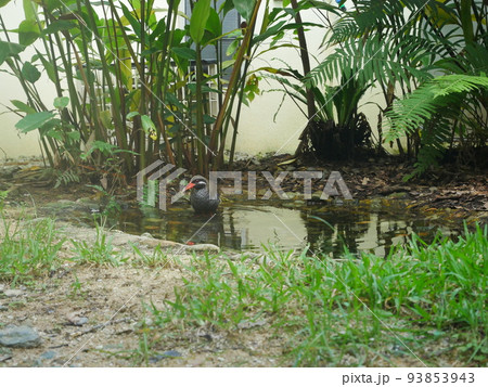 ヤンバルクイナ生態展示学習施設クイナの森（沖縄） クー太 93853943