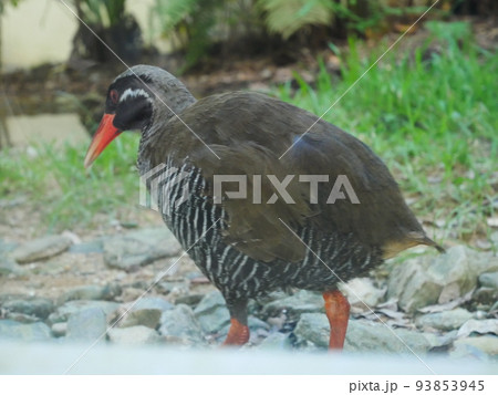 ヤンバルクイナ生態展示学習施設クイナの森（沖縄） クー太 93853945