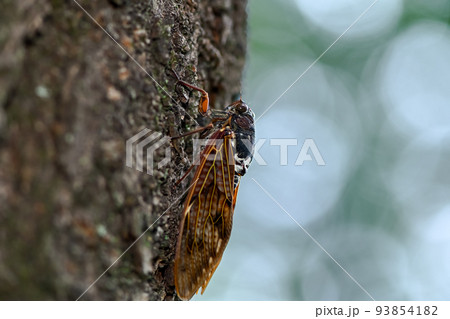アブラ蝉 93854182