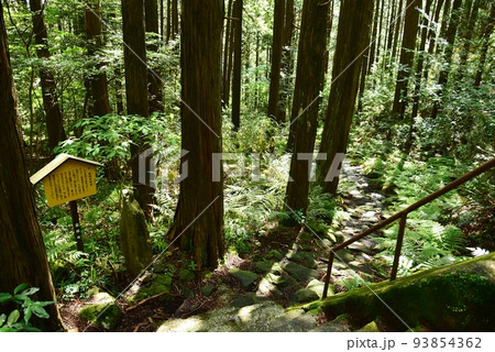 箱根町 箱根旧街道(旧東海道)の西海子坂案内板と石畳と新緑 箱根町 箱根旧街道(旧東海道)の西海子坂案内板と石畳と新緑 93854362