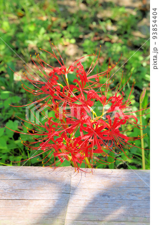 道端に咲く多年草の赤い彼岸花 93854404