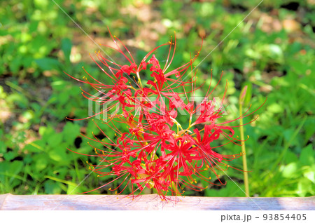 多年草の球根植物真っ赤な花のヒガンバナ 93854405