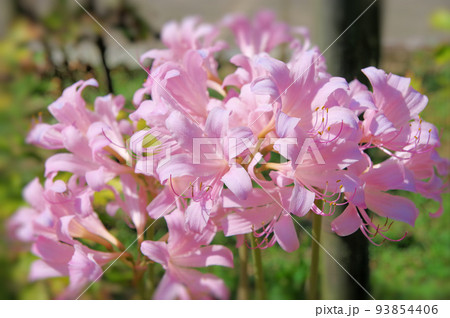 多年草の球根植物ピンク色の花が咲くナツズイセン 93854406