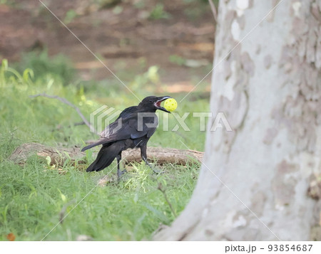 公園のカラスが穴明きボールと遊ぶ 公園のカラスが穴明きボールと遊ぶ 93854687