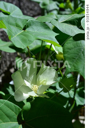 綿花(コットンフラワー) 綿花(コットンフラワー) 93854944