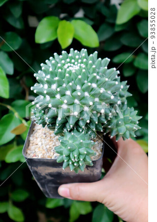 Mammillaria Polythele or mammillaria polythele toluca or Euphorbia piscidermis or cactus, succulent 93855028