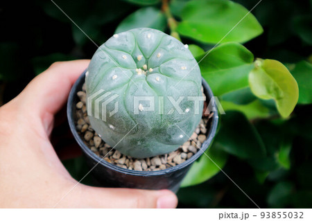 Lophophora fricii or Peyote cactus or Lophophora williamsii , Peyote Lophophora williamsii or cactus 93855032