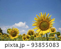 青空とひまわりの花 93855083