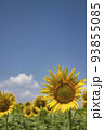 青空とひまわりの花 93855085