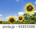 青空とひまわりの花 93855086